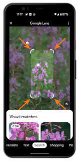 Identify plants and trees with Google Lens